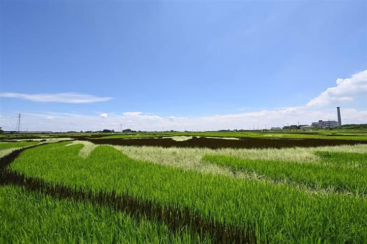vietnam-buscara-desarrollar-arroz-adaptable-al-cambio-climatico