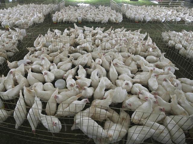 sacrificadas-en-mexico-mas-de-820-mil-pollos-por-gripe-aviar