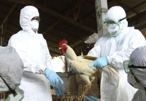 nicaragua-realiza-actividades-preventivas-para-evitar-influenza-aviar