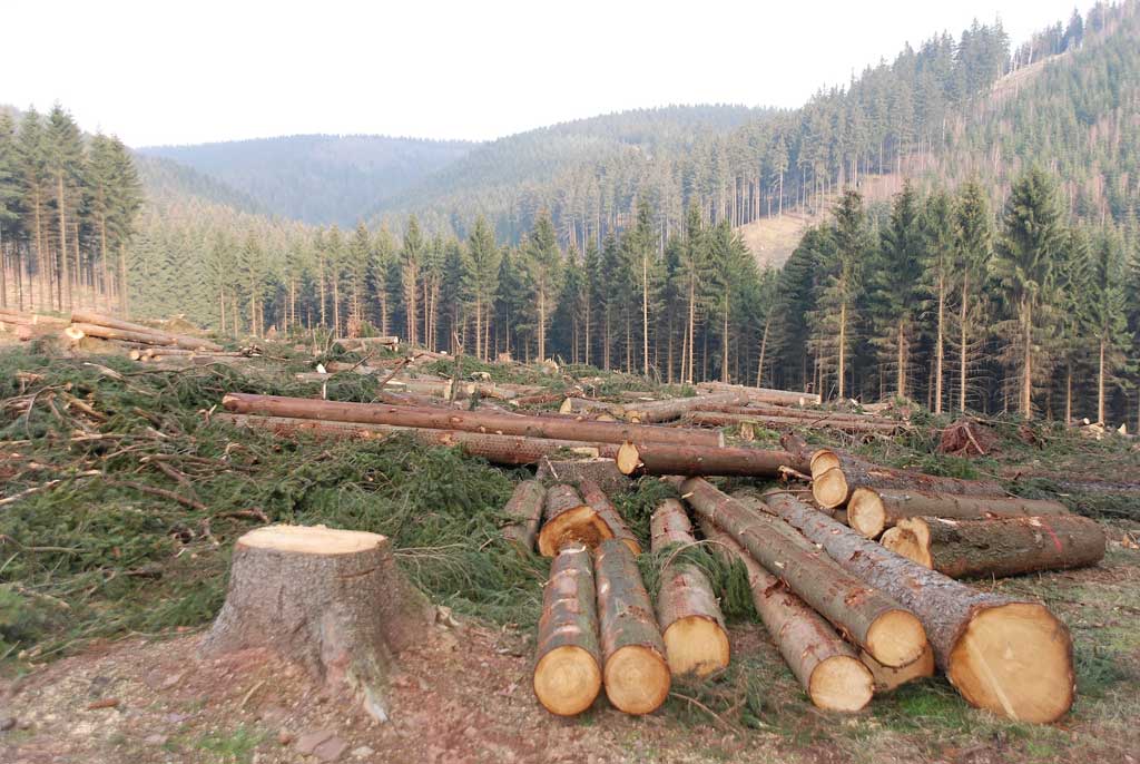 urge-detener-la-deforestacion-para-reducir-las-emisiones-de-co2