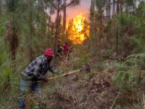 incendios-forestales-consumieron-119-hectareas-de-bosques-en-haiti