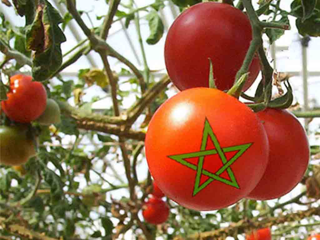 prohibe-marruecos-exportacion-de-tomates-por-mala-cosecha