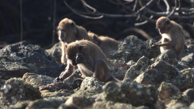 macacos-producen-herramientas-de-piedra-como-antepasados-de-humanos
