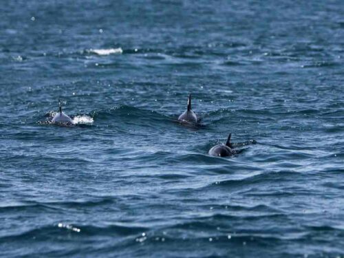 destacan-signfiicacion-de-tratado-para-porteccion-de-lo-oceanos