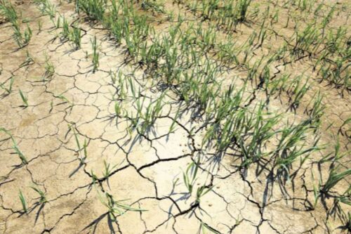 Agricultura-y-cambio-climático