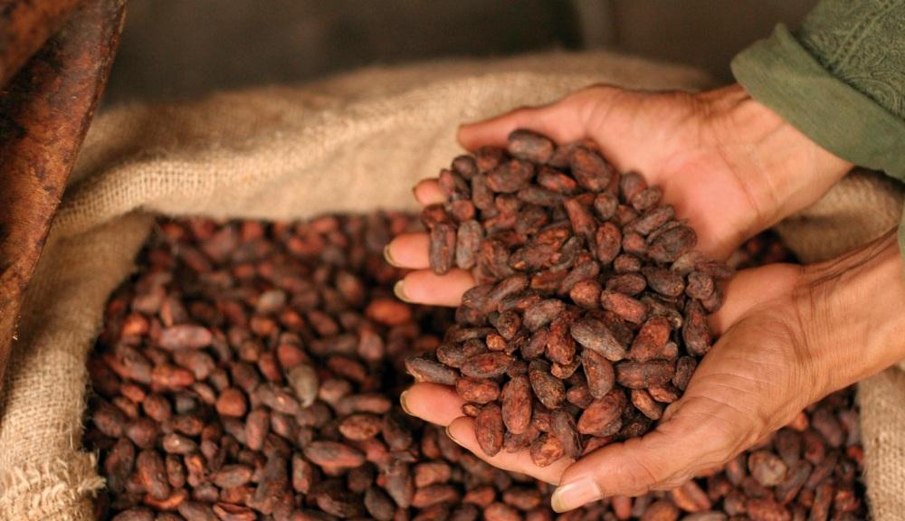 cacao-de-bolivia-busca-premios-mundiales-en-francia