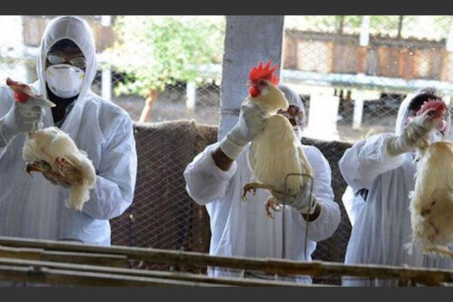 expertos-de-la-fao-apoyan-esfuerzos-paraguayos-contra-la-gripe-aviar