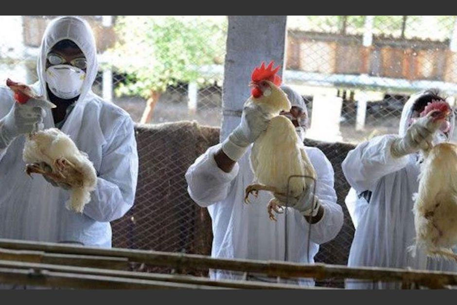 expertos-de-la-fao-apoyan-esfuerzos-paraguayos-contra-la-gripe-aviar