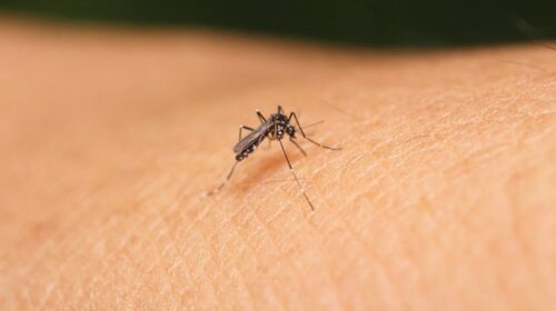 instan-a-mantener-medidas-de-control-y-prevencion-del-zika-en-america