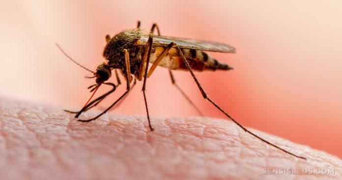 la-oms-certifico-a-belice-como-pais-libre-de-malaria