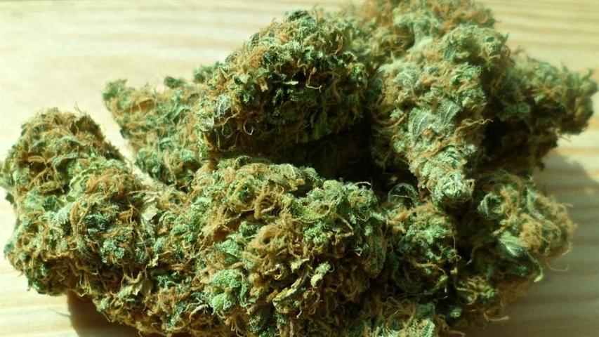 senado-debate-sobre-mercado-de-cannabis-de-uso-adulto-en-colombia