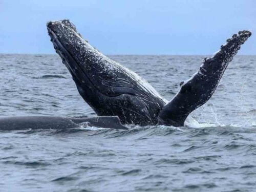 inicia-temporada-para-ver-ballenas-jorobadas-en-ecuador