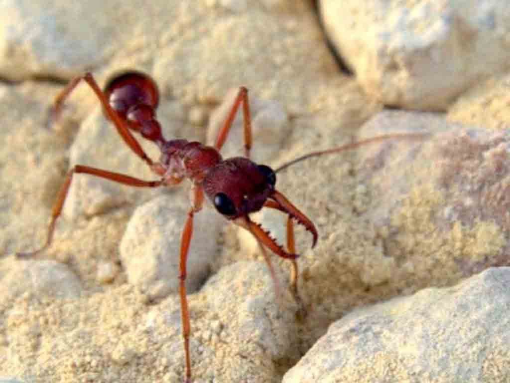 descubren-que-algunas-hormigas-infligen-dolor-con-neurotoxinas