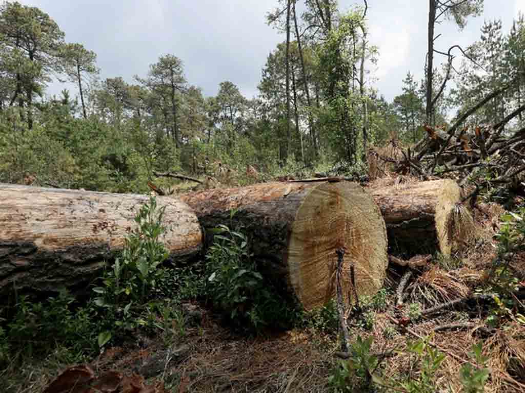 quieren-dejar-a-mexico-sin-arboles-pais-que-necesita-tanto-monte