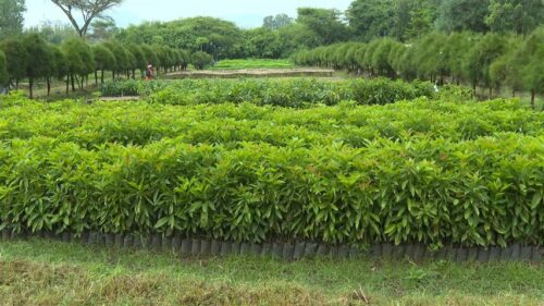preven-sembrar-500-millones-de-arboles-en-un-dia-en-etiopia