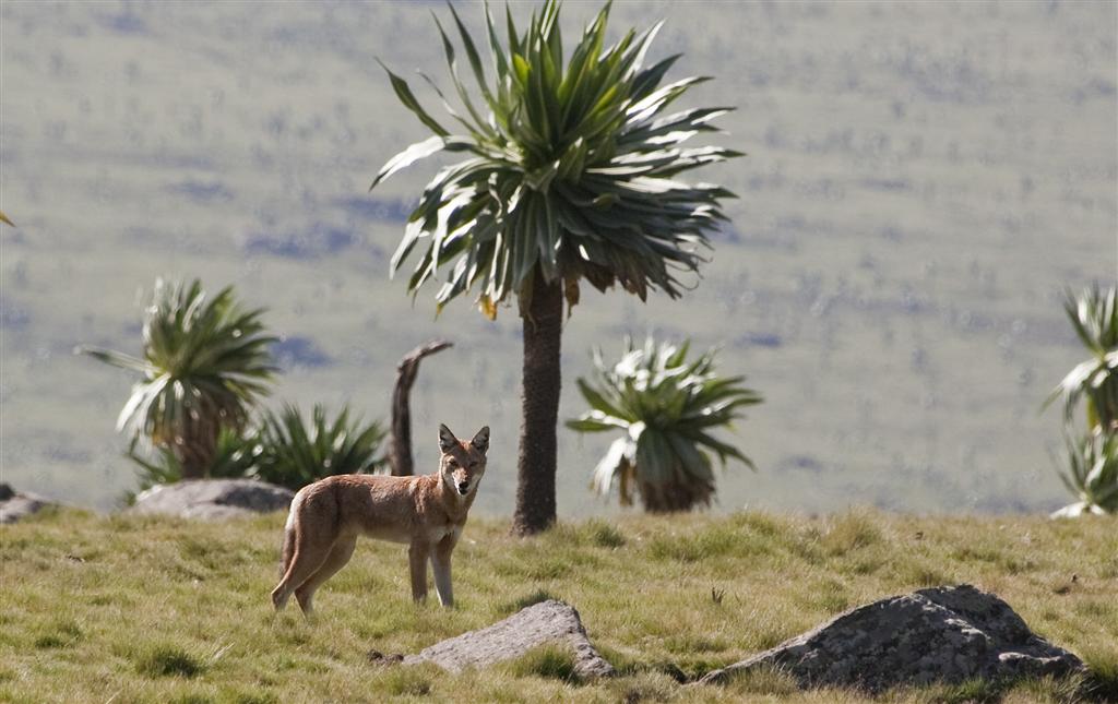 parque-nacional-de-etiopia-cercano-a-lista-de-patrimonio-mundial