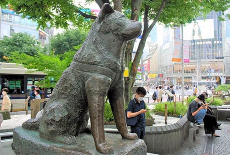  hachiko-amor-y-lealtad-a-prueba-de-tiempo