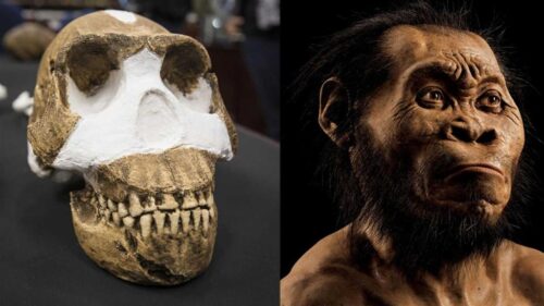 homo-naledi-un-hominino-sudafricano-lleno-de-sorpresas