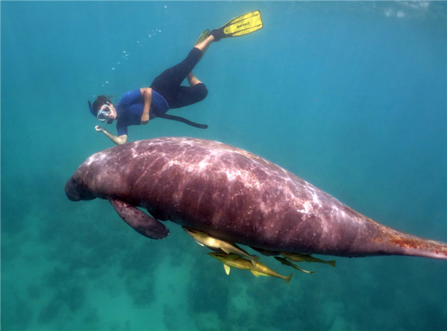  manati-antillano-en-republica-dominicana