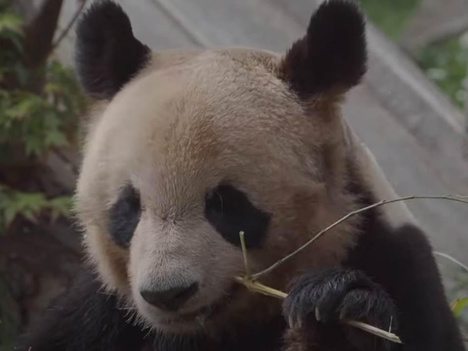 francia-despide-a-yuan-meng-panda-con-una-mision-por-delante