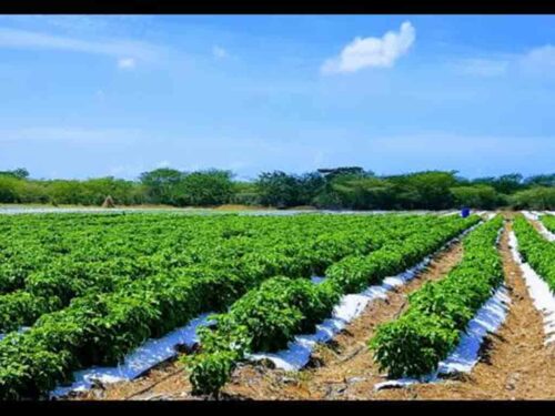 jamaica-apuesta-por-la-seguridad-alimentaria-con-nuevos-agroparques