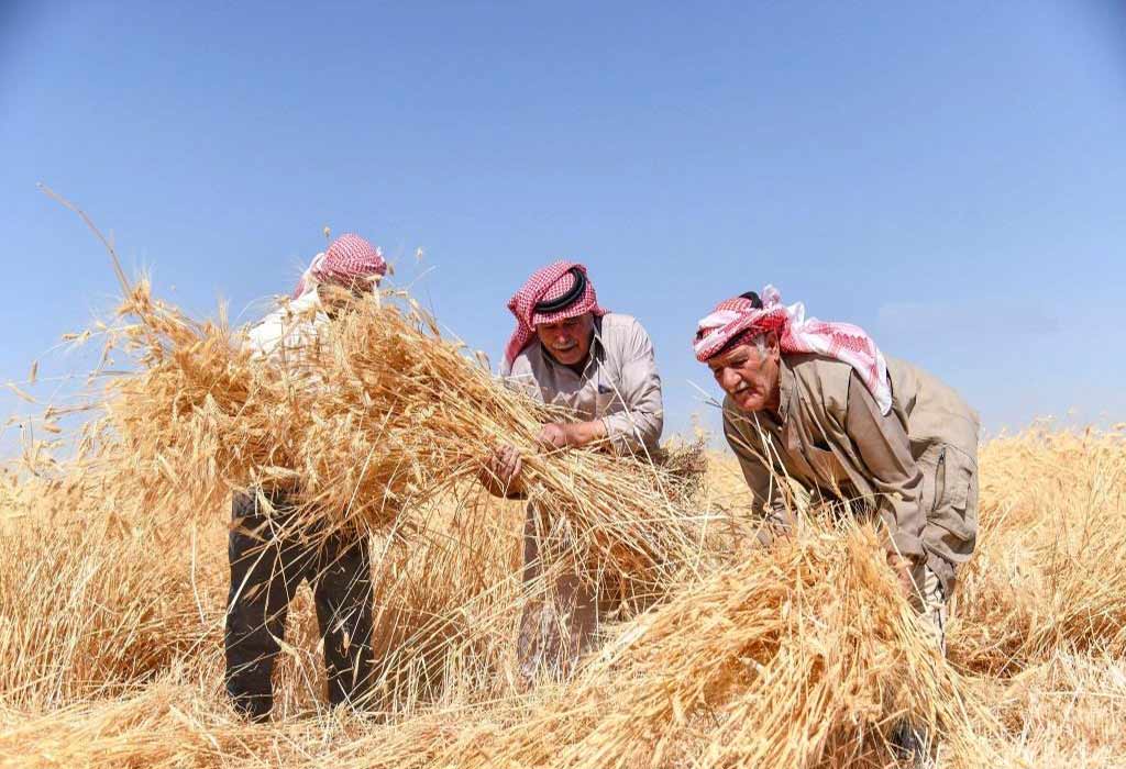 trabajadores-trigo-siria