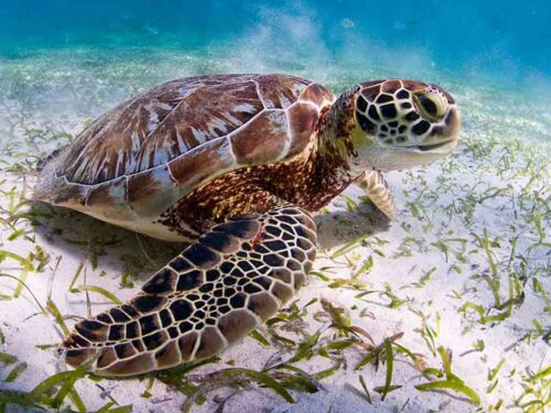 gobierno-dominicano-establece-veda-de-tortugas-marinas-por-10-anos