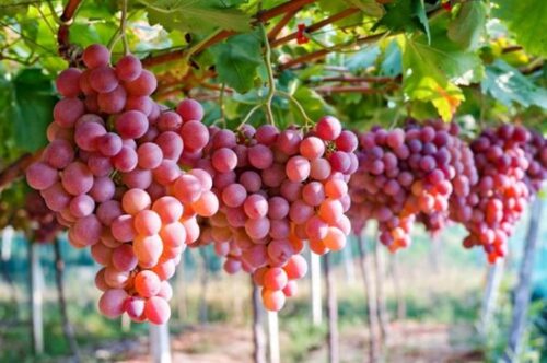 peru-alcanzo-primer-lugar-mundial-en-exportaciones-de-uva