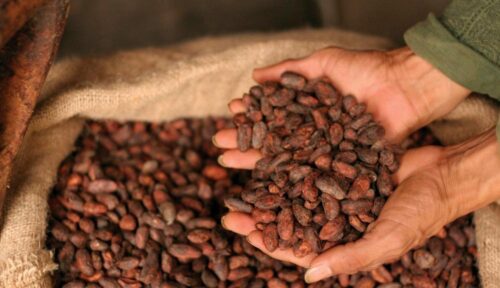 rdc-pierde-millones-de-dolares-por-exportacion-ilegal-de-cacao
