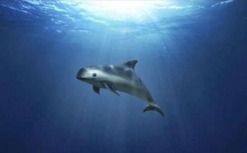 en-mexico-piden-ayuda-internacional-para-salvar-a-la-vaquita-marina