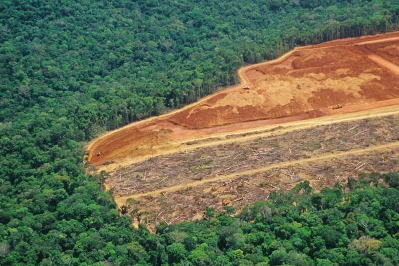 alertan-en-angola-sobre-perdida-de-area-forestal