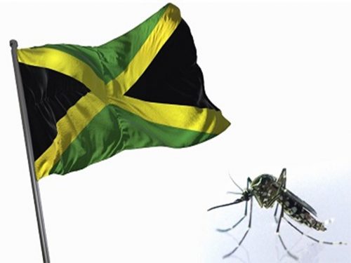 confirman-mas-de-400-casos-de-dengue-en-jamaica