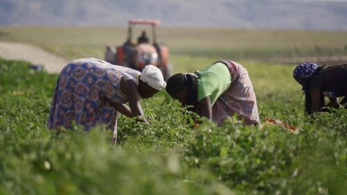 agricultura-de-angola-en-buen-camino-pese-a-retos-afirma-ministro