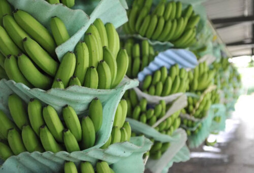 exportaciones-de-banano