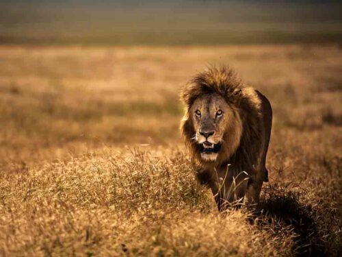 alertan-disminucion-del-numero-de-leones-en-africa