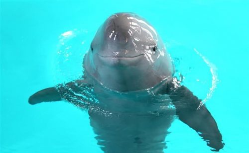 china-por-proteger-especie-de-delfin-en-grave-peligro-de-extincion