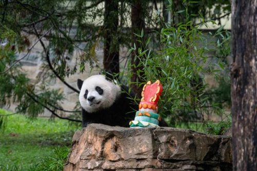 capital-de-eeuu-despidio-a-pandas-gigantes-regresaron-a-china