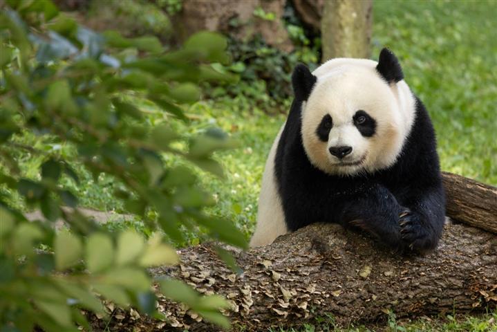  capital-de-eeuu-despidio-a-pandas-gigantes-regresaron-a-china