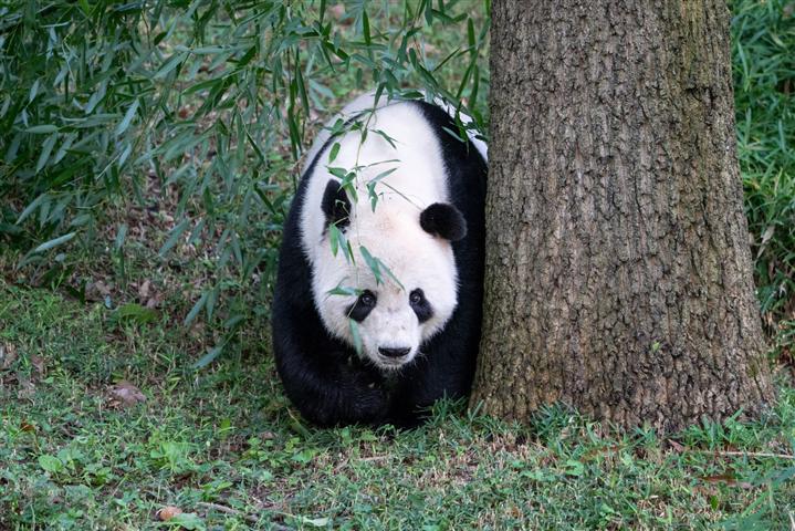  capital-de-eeuu-despidio-a-pandas-gigantes-regresaron-a-china