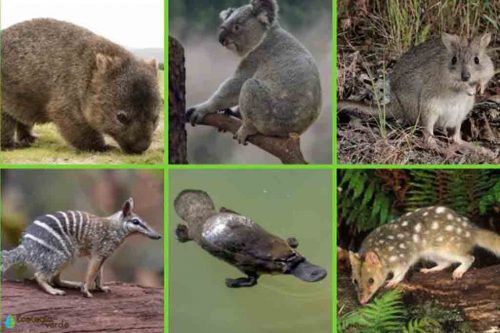 cambio-climatico-suma-un-cuarto-de-especies-amenazadas-en-australia