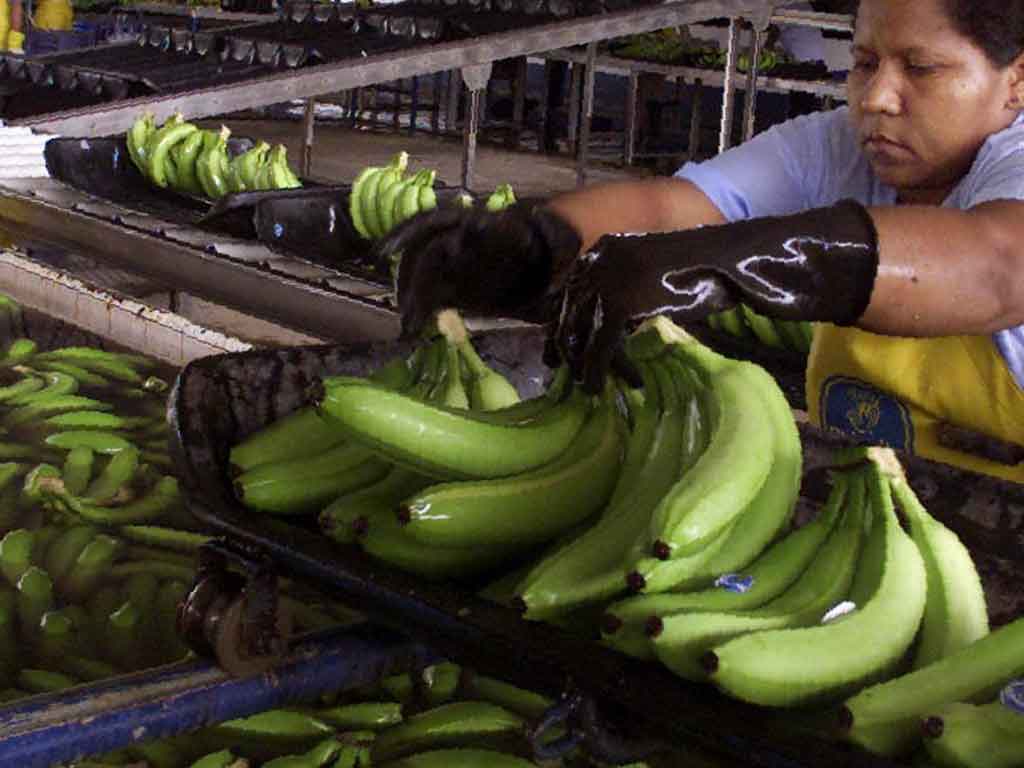 bananeros-de-bolivia-reiniciaran-exportacion-hacia-argentina