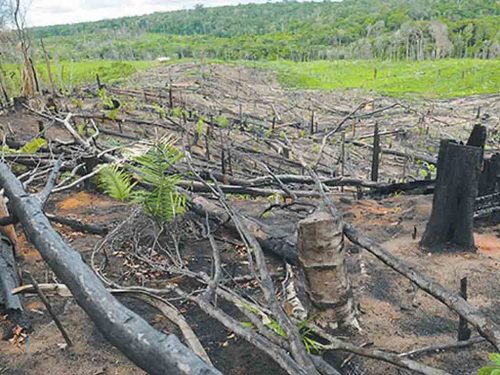 deforestacion-cayo-59-por-ciento-en-bosques-de-costa-de-brasil