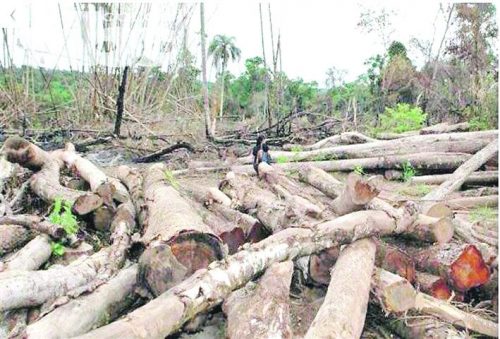 padre-paraguayo-condena-deforestacion-por-el-elogiado-progreso
