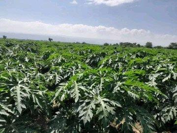  destacan-crecimiento-de-produccion-horticola-en-etiopia
