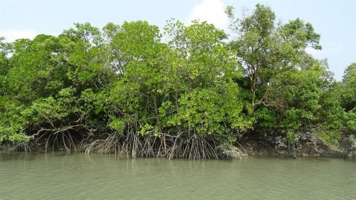 reverdece-en-bangladesh-sudarbans-mayor-bosque-de-manglar-del-mundo