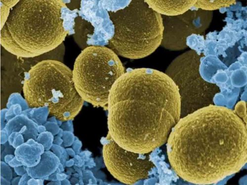 crean-familia-de-polimeros-capaces-de-matar-bacterias