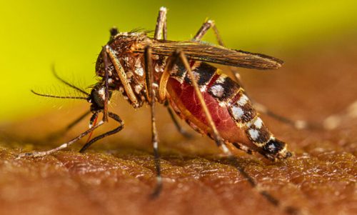 confirman-primer-caso-de-dengue-importado-en-chile-en-2024