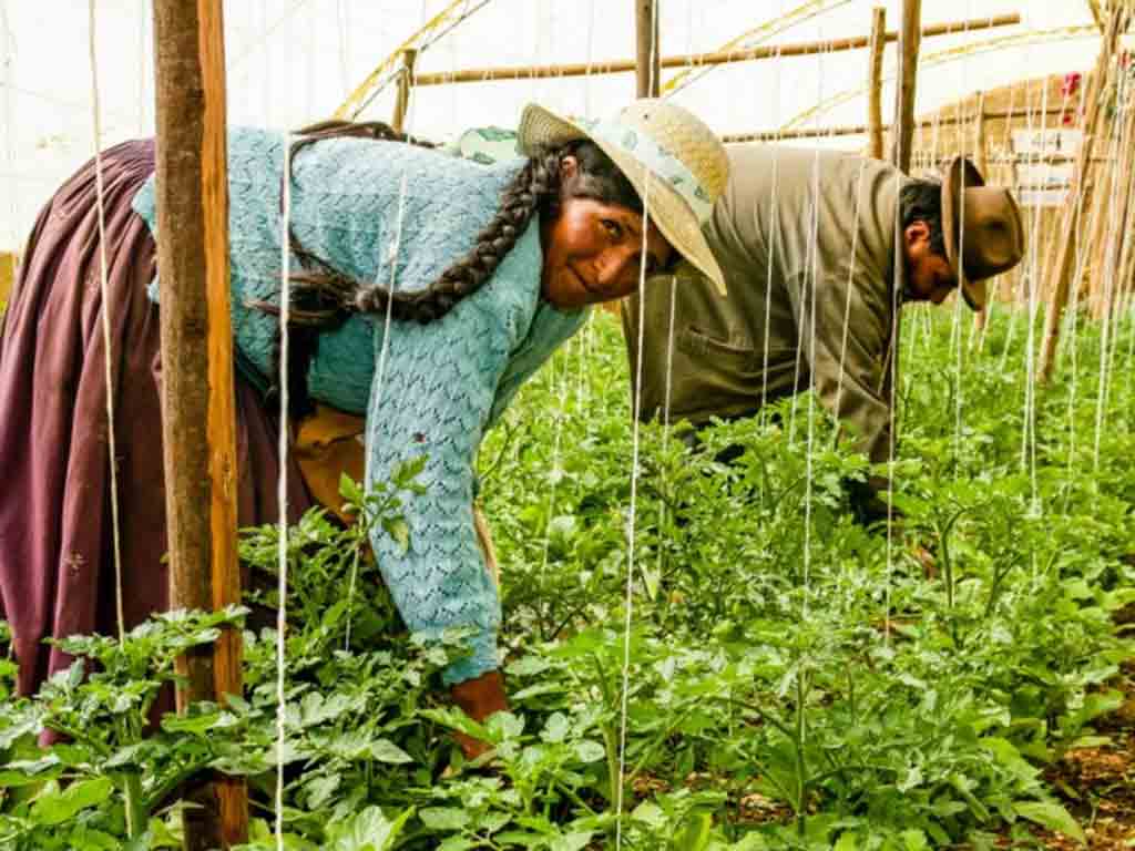 inyeccion-millonaria-de-bolivia-refuerza-seguridad-alimentaria