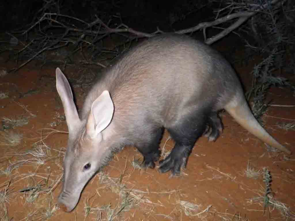 cambio-climatico-afecta-supervivencia-del-oso-hormiguero-en-africa