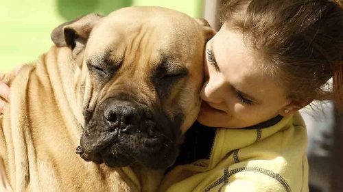 perros-grandes-tienden-a-sufrir-mas-problemas-de-salud-segun-estudio